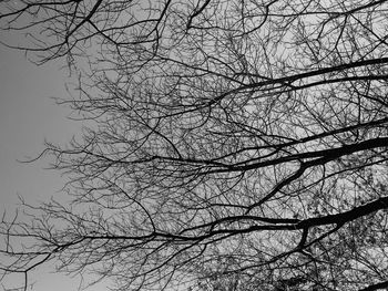 Low angle view of bare tree against sky