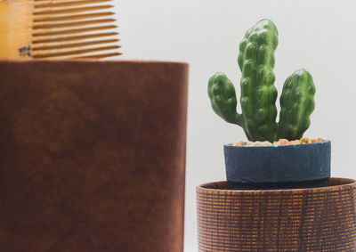 Close-up of succulent plant in pot