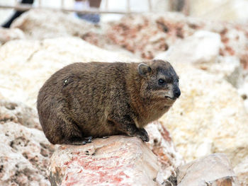 Close-up of rock hyrax outdoors