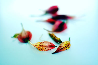 Close-up of flower on white background