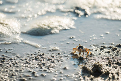 Close-up of crab on beach