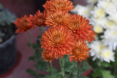 Close-up of red flowering plant