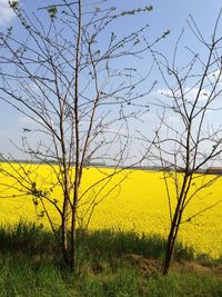 Scenic view of field against sky