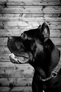 Close-up of a dog looking away