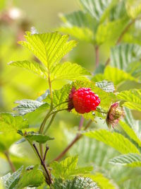 Close-up of red berries growing on plant