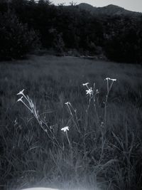 Scenic view of grassy field