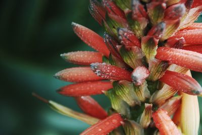 Close-up of water drops on red flower