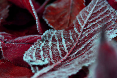 Close-up of maple leaves on plant during winter