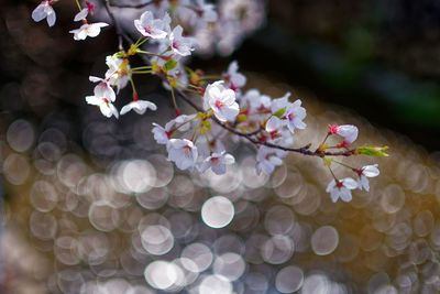 Close-up of white cherry blossom tree