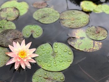 Close-up of water lily