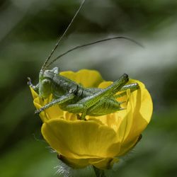 Close-up of insect on yellow flower