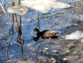 High angle view of duck swimming in lake