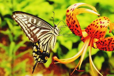 Close-up of butterfly perching on fresh tiger lily in garden