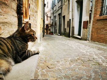 Cat on footpath amidst buildings