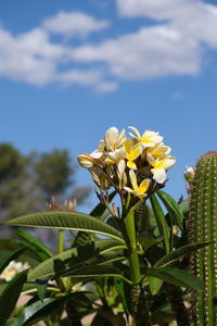 Close-up of yellow flowering plant against sky