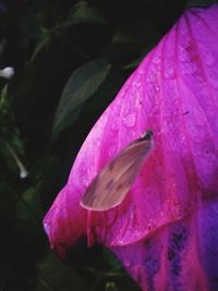 Close-up of water drops on pink flower