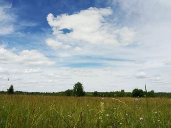 Scenic view of field against sky