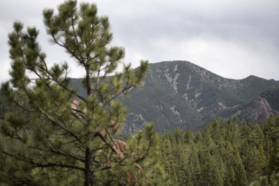 Scenic view of tree mountains against sky