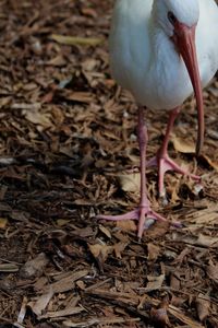 Close-up of a bird