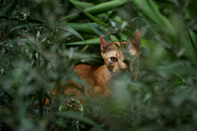 Orange cat in bush looking at camera.