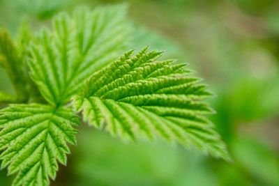 Close-up of fern leaf