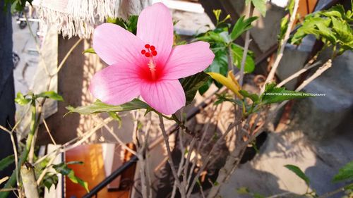 Close-up of pink flowers blooming outdoors