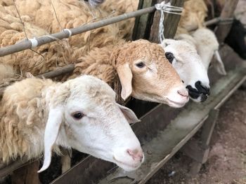 High angle view of sheep in pen