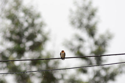 Low angle view of bird perching on wet cable against sky