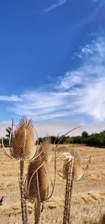 Hay bales on field against sky