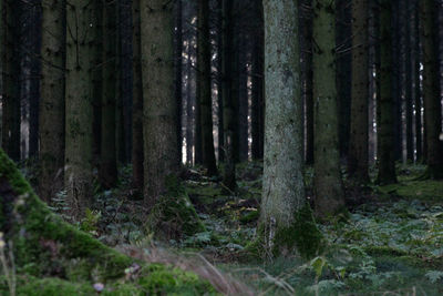 Trees in forest