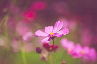 Close-up of pink flowers blooming outdoors