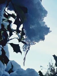 Low angle view of frozen tree against sky