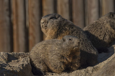 Close-up of an animal