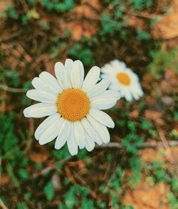 Close-up of white daisy flower