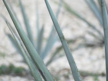 Close-up of plant