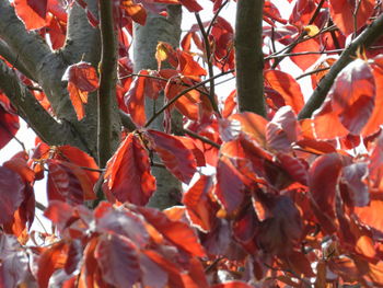 Close-up of autumnal leaves on tree