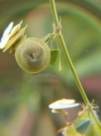 Close-up of plant against blurred background