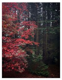 Red trees in forest during autumn