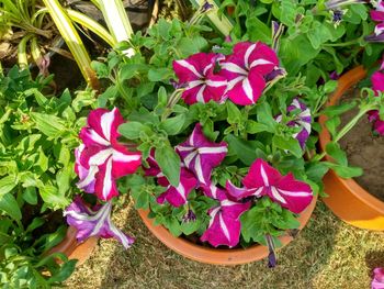 Close-up of pink flowers blooming outdoors