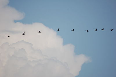 Low angle view of birds flying in sky