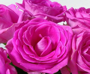 Close-up of pink rose flower