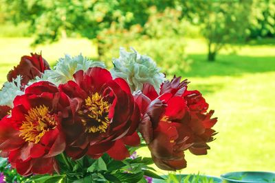 Close-up of red flower blooming in field