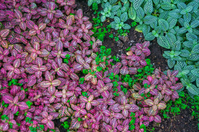 High angle view of pink flowering plants