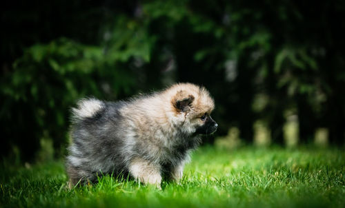 View of a dog on field