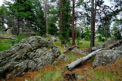 Trees in forest against sky