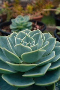 Close-up of succulent plant