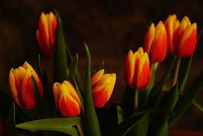 Close-up of orange tulips on field