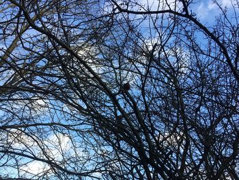 Low angle view of tree against sky