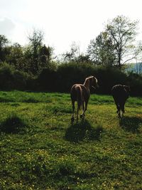 Horses grazing on grassy field