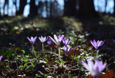 Close-up of purple crocus flower growing on field